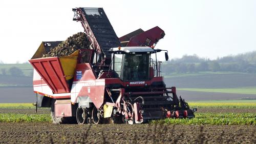 La filière de la betterave appelle l'Etat à l'aide face à un épisode de jaunisse sans précédent