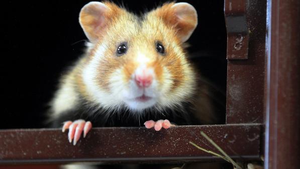 Le grand hamster d'Alsace est désormais 