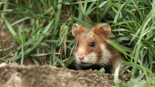 Le grand hamster d'Alsace dans la liste rouge des espèces en 