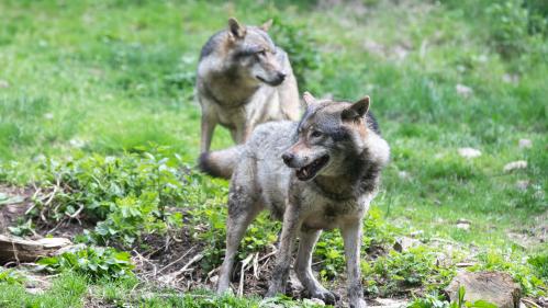 Loup abattu dans les Hautes-Alpes : ce que dit la loi sur les tirs visant à protéger les troupeaux des éleveurs