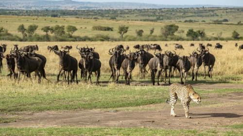 Au Kenya, les parcs nationaux rouvrent leurs portes sans les touristes étrangers en raison du coronavirus