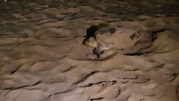 Fréjus: une tortue marine pond sur la plage