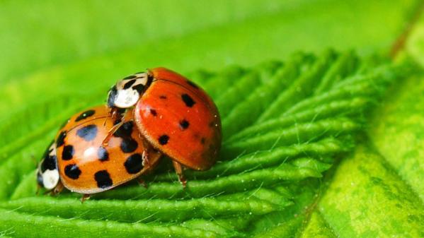 Jardin. La coccinelle, meilleure ennemie des pucerons