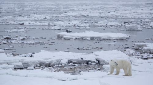 Le réchauffement climatique pourrait signer l'extinction des ours polaires d'ici à 2100