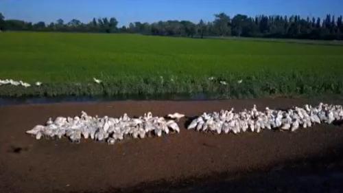 Camargue : des canards pour désherber les rizières