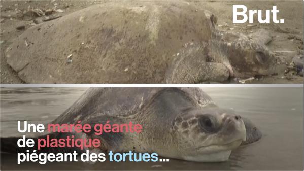 VIDEO. Au Bangladesh, une marée géante de plastique piège des tortues