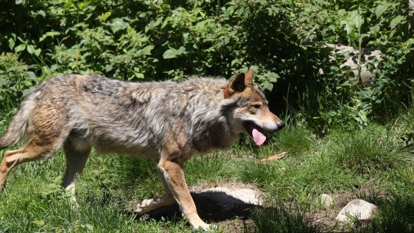 Loups : leur présence est de plus en plus forte en France