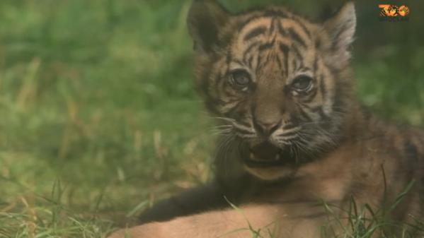 Pologne : naissance d'un tigre de Sumatra rarissime au zoo de Wroclaw