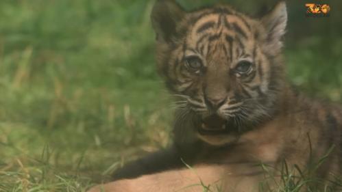 Pologne : naissance d'un tigre de Sumatra, espèce en danger critique d'extinction, dans un zoo