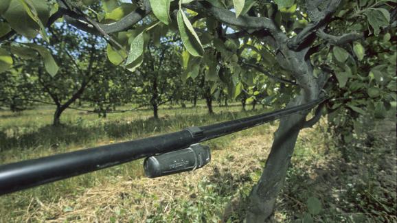 Un pommier arrosé en goutte-à-goutte en France, le 18 décembre 2006.&nbsp;