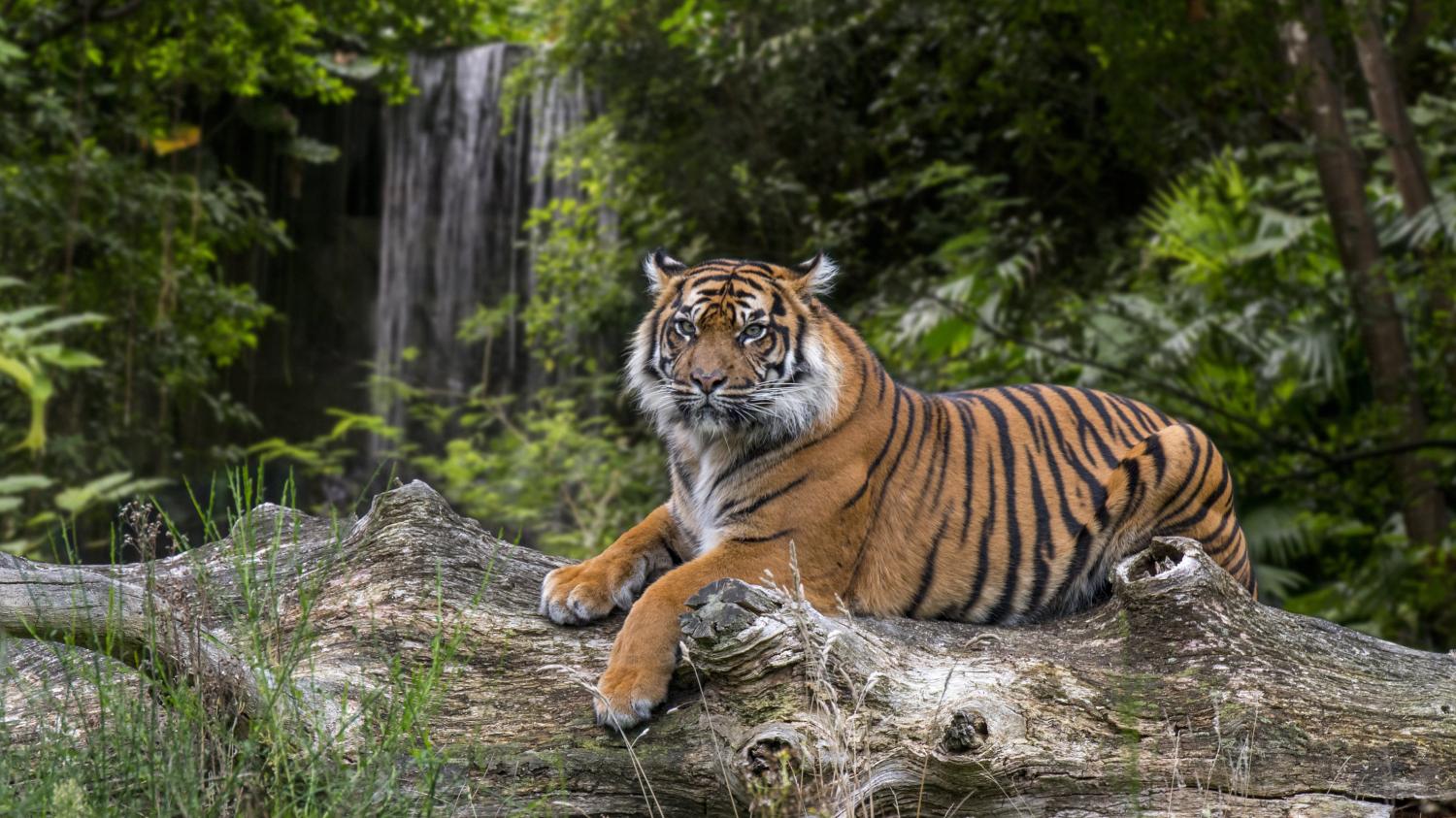  Une  journ e mondiale du tigre  une  esp ce en danger 