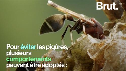 VIDEO. Abeilles, guêpes, frelons... Que faire face aux piqûres ?