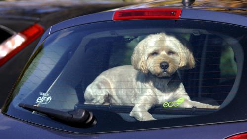 Fortes chaleurs : peut-on briser la vitre d'une voiture pour libérer un chien ?