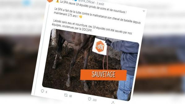 Gers : 19 chevaux, amaigris et maltraités, sauvés par la SPA chez un particulier