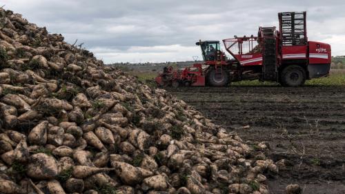 Jaunisse de la betterave : le gouvernement souhaite lever l'interdiction d'un insecticide