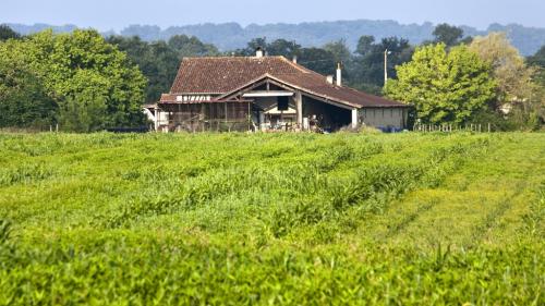 Pesticides : les producteurs de maïs veulent aussi déroger à l'interdiction des néonicotinoïdes