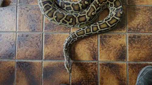 Pau : en rentrant de soirée, une femme de 22 ans découvre un python dans son hall d'immeuble