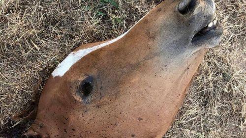 Saône-et-Loire : une nouvelle pouliche retrouvée mutilée