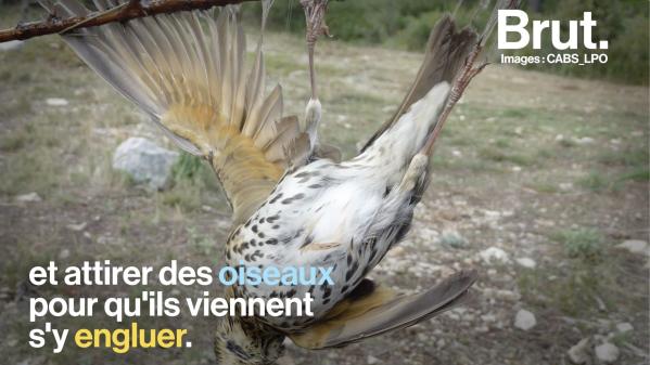 VIDEO. Controversée mais autorisée en France... Qu'est-ce que la chasse à la glu ?