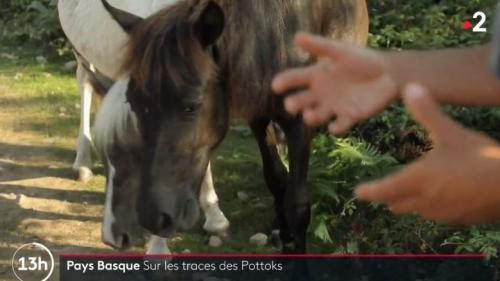 Pays basque : sur les traces des Pottoks