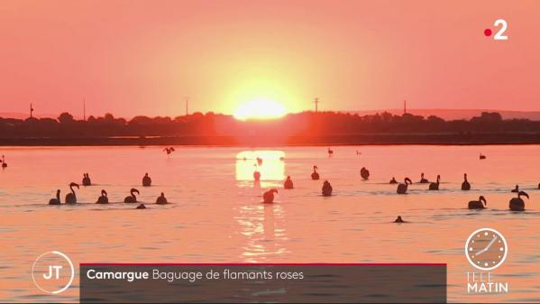 Camargue : baby-boom chez les flamants roses