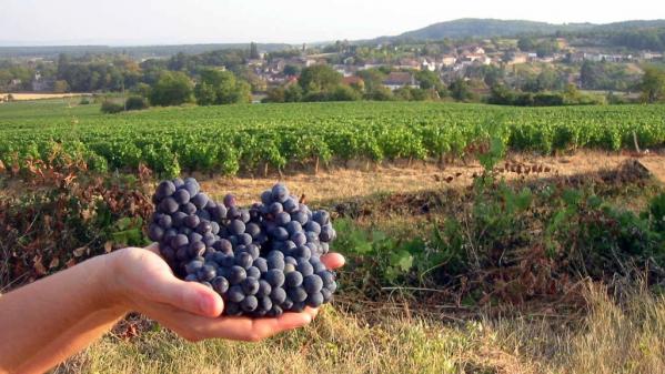 Vendanges précoces : 