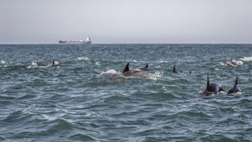 Afrique du Sud : manchots, fous et dauphins de Port-Elizabeth à la merci du pétrole