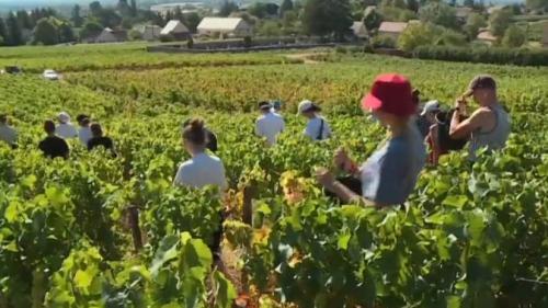 Vendanges : dépistage pour les saisonniers