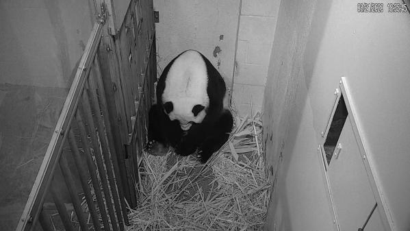 VIDEO. Un bébé panda naît au zoo de Washington