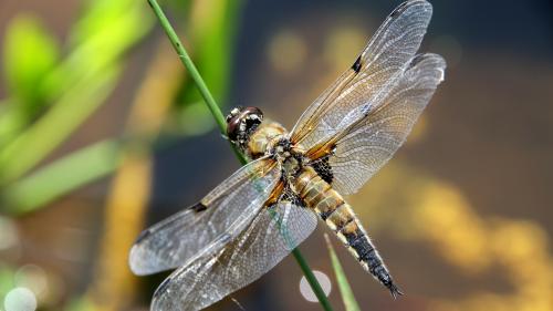 Jardin. Libellules, demoiselles : les dents de la mare