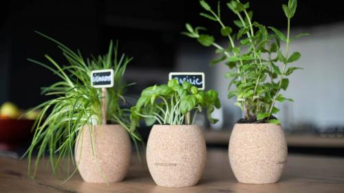 Jardin. Un petit potager en intérieur à longueur d'année