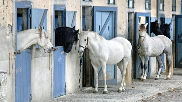 Chevaux mutilés : un nouveau cas rapporté en France