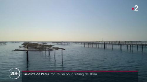 VIDEO. Hérault : l'étang de Thau est de moins en moins pollué