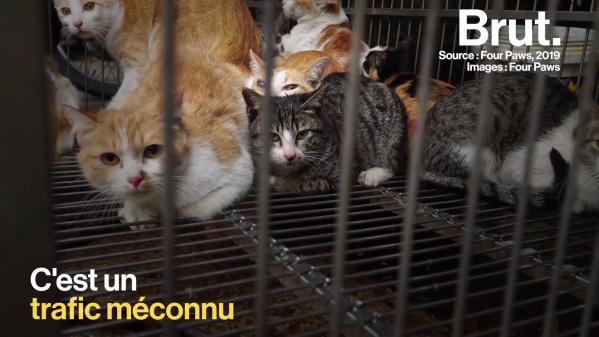 VIDEO. Au Vietnam, un million de chats abattus et mangés chaque année