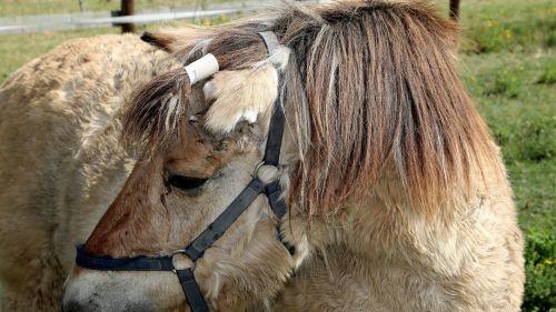 Chevaux mutilés : dans le Pays d'Auge, les gendarmes patrouillent pour surveiller les haras et rassurer les éleveurs