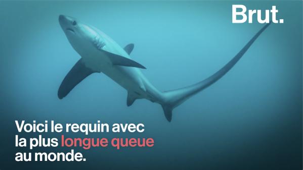 VIDEO. Le requin-renard dispose d'une arme infaillible pour atteindre ses proies