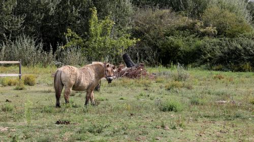 Chevaux mutilés : 