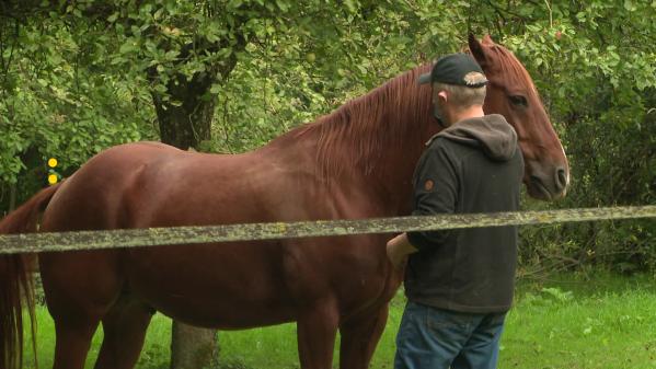 VIDEO. Face aux mutilations de chevaux, des éleveurs s'organisent