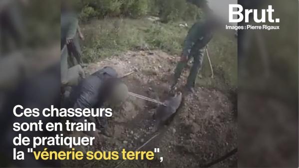 VIDEO. Qu'est-ce que la vénerie sous terre, une technique de chasse jugée cruelle ?