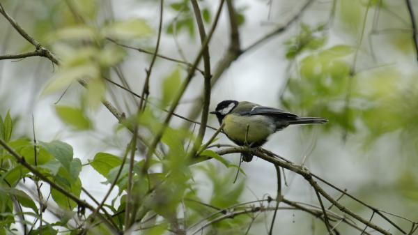 Essonne : au coeur des marais de la Juine, un petit paradis de la biodiversité