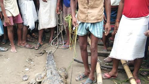 Inde : les habitants d'un village prennent un crocodile en otage