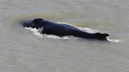 Australie : des baleines à bosse s'égarent dans une rivière infestée de crocodiles