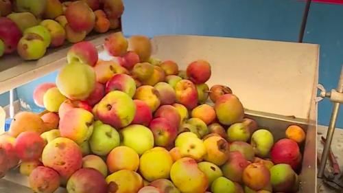 Ardennes : la saison du jus de pomme s'annonce exceptionnelle