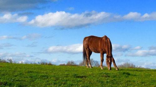 Chevaux mutilés : des habitants mettent en fuite des rôdeurs suspects en Loire-Atlantique