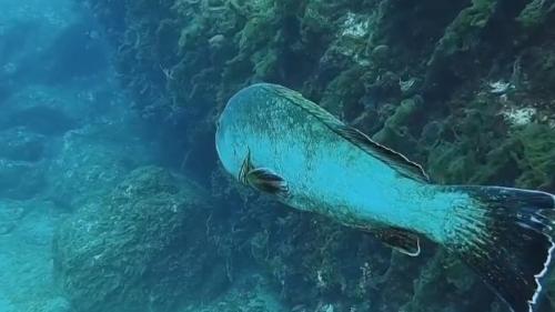 Méditerranée : le retour des mérous grâce aux réserves naturelles