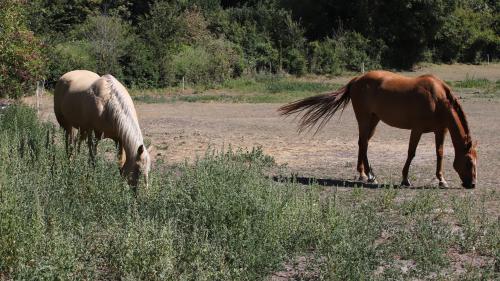 Chevaux mutilés : un nouveau cas découvert dans l'Allier