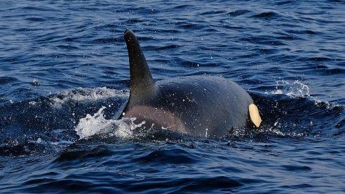 Landes : des orques venues de Gibraltar observées sur le gouf de Capbreton