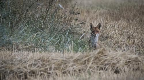 Eure : un arrêté autorisant l'abattage de renards annulé par le tribunal administratif