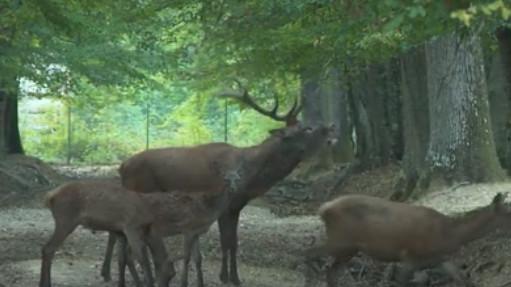 Automne : la saison du brame a débuté pour les cerfs de la forêt de Rambouillet