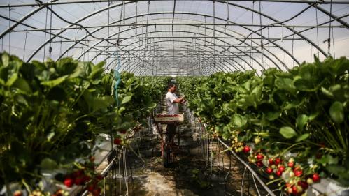 Saisonniers agricoles : l'exonération de charges patronales reconduite jusqu'en 2022